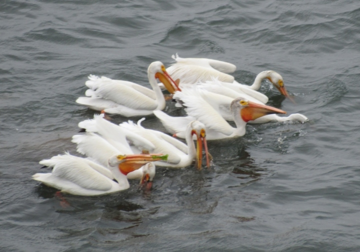American White Pelicans